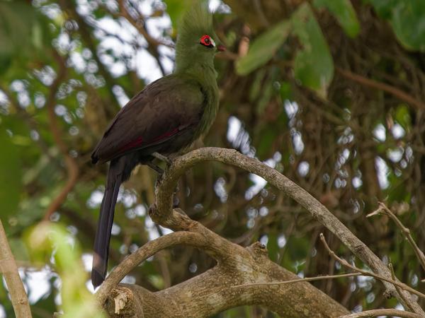 <h3><a href="/trips/gambia/biota/animalia/chordata/aves/029 musophagiformes/001 musophagidae/tauraco persa/tauraco persa-nl.html">Tauraco&nbsp;persa</a> / Guinea&nbsp;turaco / Groene&nbsp;toerako</h3>OM-1 Mark II met OLYMPUS M.150-400mm F4.5 TC, 1/2000 sec  bij F5.6, ISO 4000, afstand 26.9&nbsp;m